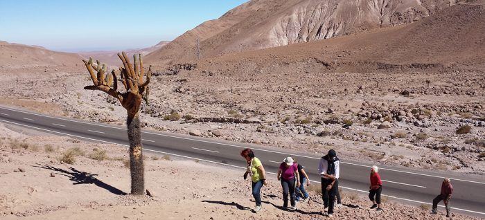 Chile - Altiplano