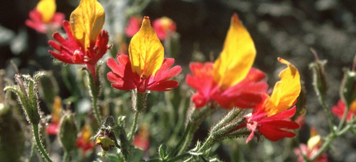 Flora in Chile
