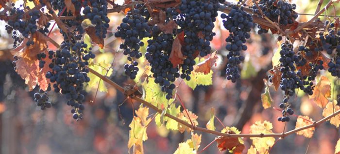 Chilenischer Weinbau