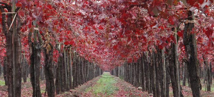 Wein & Weingüter