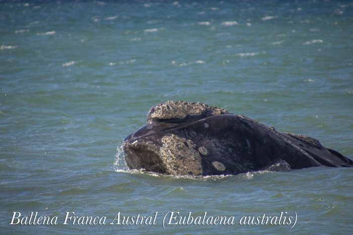 ein Wal taucht aus dem Wasser