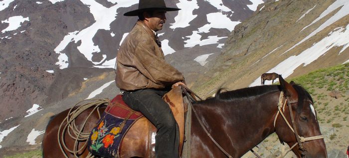 Das Pferd