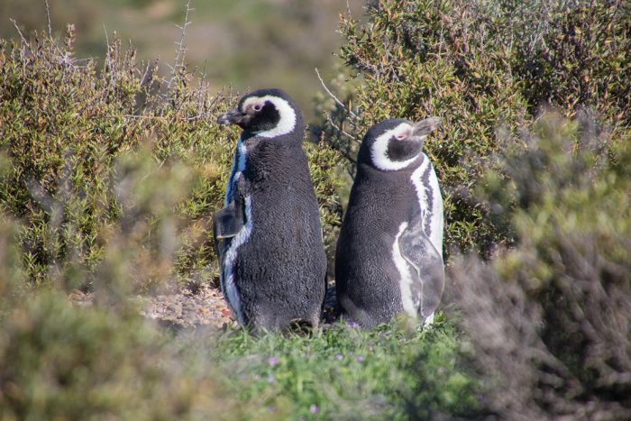 zwei Pinguine