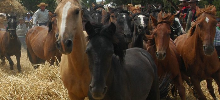 On horseback