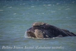 una Ballena Franca Austral