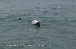un Commerson Delphin