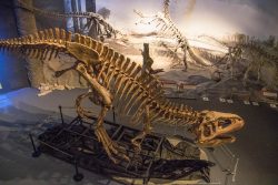 el museo MEF