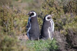 pinguinos en Punta Tombo