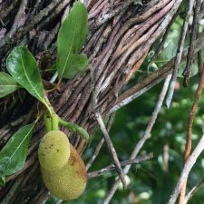 jack fruit