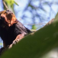 tamarino león de cabeza dorada