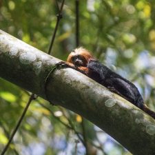 tamarino león de cabeza dorada