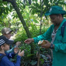 probando la fruta de cacao