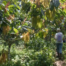 plantacion de cacao