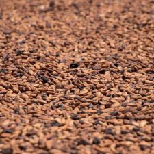 cacao