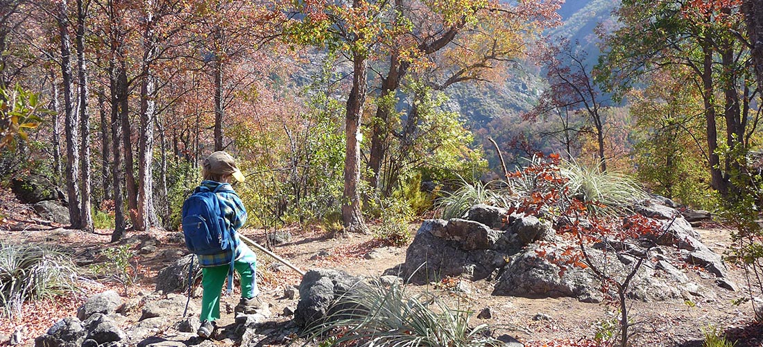 Bosques nativos de Chile - trekkingchile